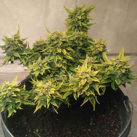 Satori growlog timeline photo