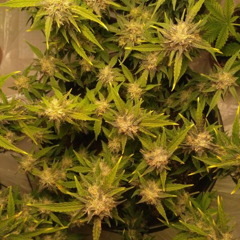 AK 47 Auto growlog timeline photo