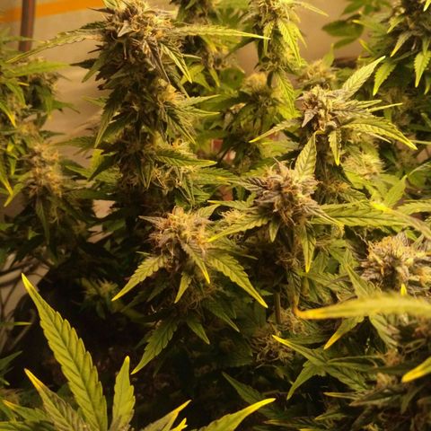AK 47 Auto growlog timeline photo