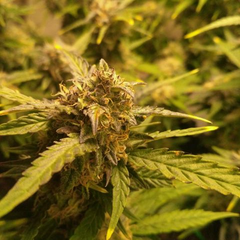 AK 47 Auto growlog timeline photo