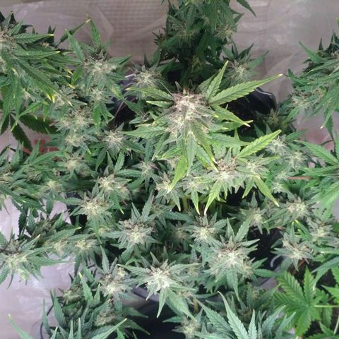 LSD growlog timeline photo