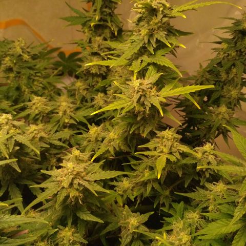 LSD growlog timeline photo