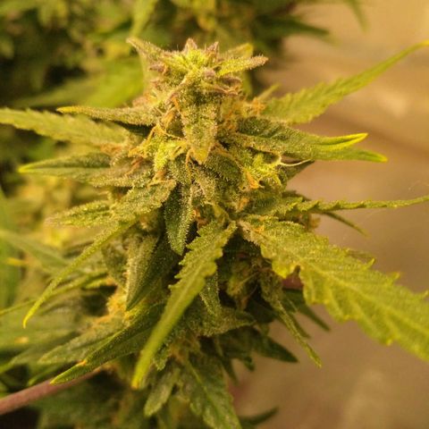 LSD growlog timeline photo