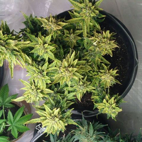 Satori growlog timeline photo