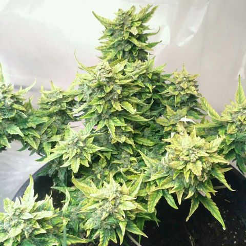 Satori growlog timeline photo