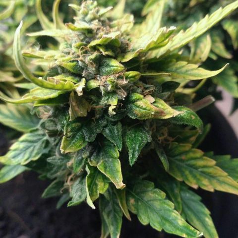 Satori growlog timeline photo