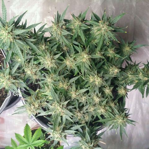 Tutankhamon growlog timeline photo