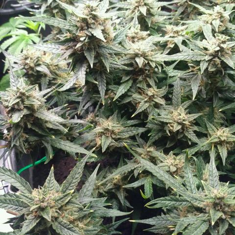 Tutankhamon growlog timeline photo