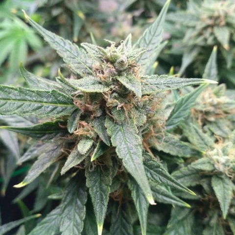 Tutankhamon growlog timeline photo