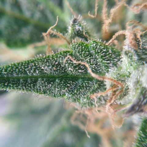 Tutankhamon growlog timeline photo