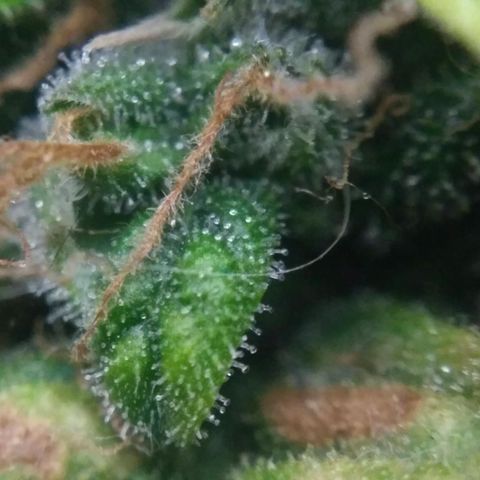 Satori growlog timeline photo