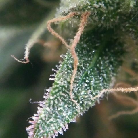 LSD growlog timeline photo
