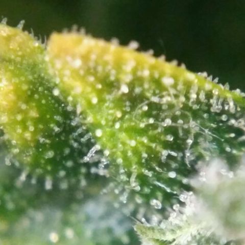 Satori growlog timeline photo