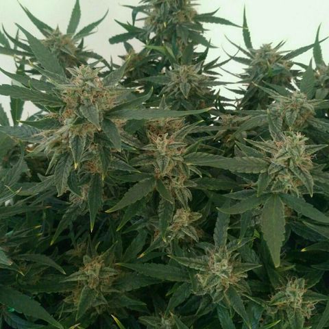 Tutankhamon growlog timeline photo