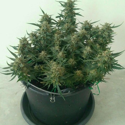 Tutankhamon growlog timeline photo