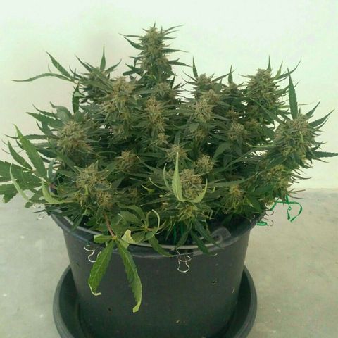Tutankhamon growlog timeline photo