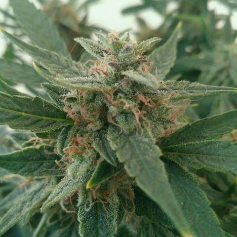 Tutankhamon growlog timeline photo