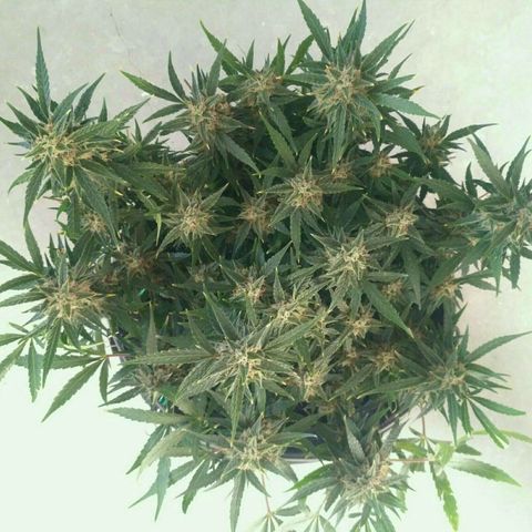 Tutankhamon growlog timeline photo