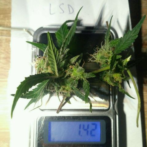 LSD growlog timeline photo