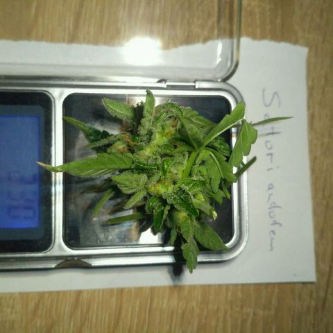 Satori growlog timeline photo