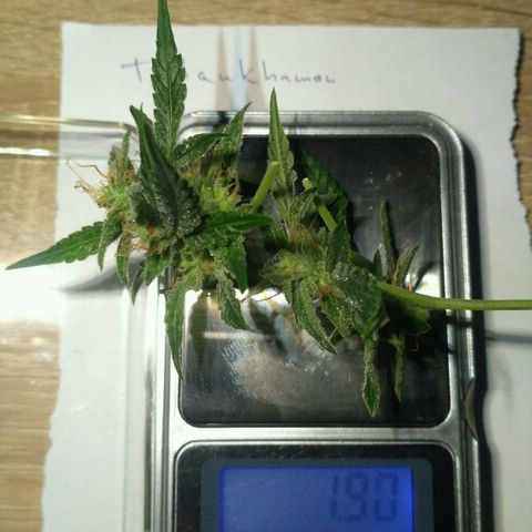 Tutankhamon growlog timeline photo