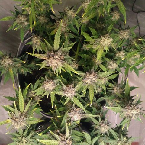 AK 47 Auto growlog timeline photo