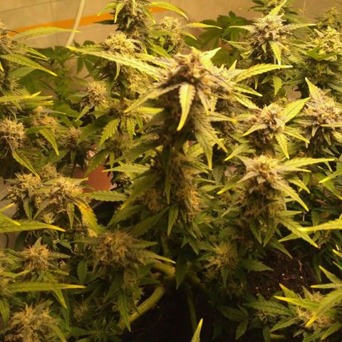 AK 47 Auto growlog timeline photo