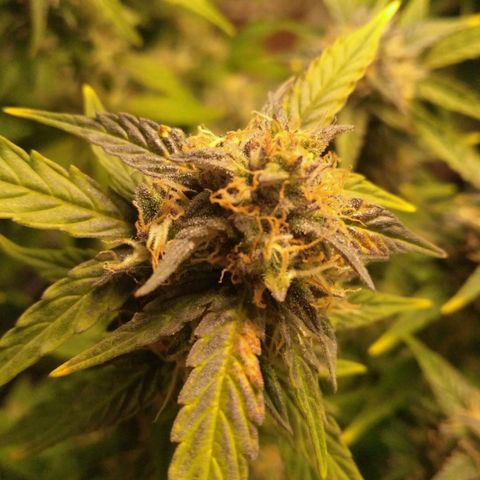 AK 47 Auto growlog timeline photo