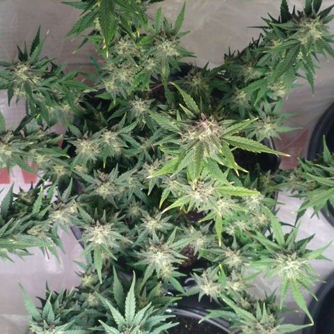LSD growlog timeline photo