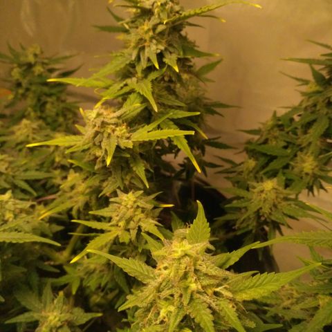 LSD growlog timeline photo