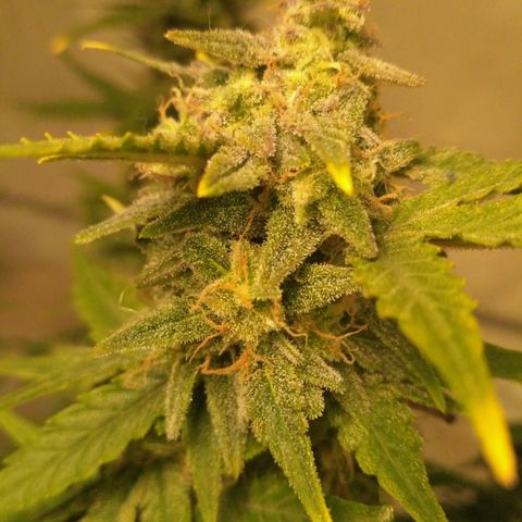 LSD growlog timeline photo