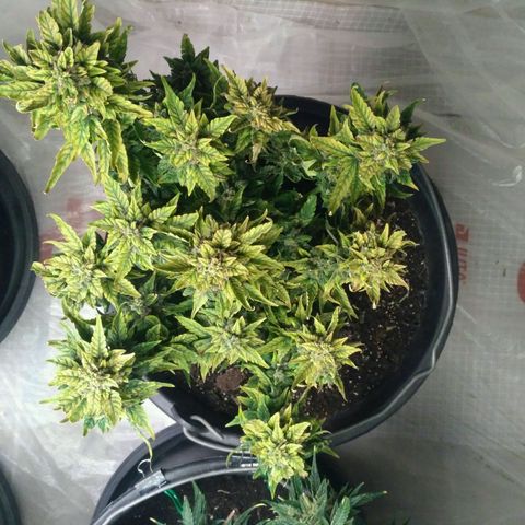 Satori growlog timeline photo