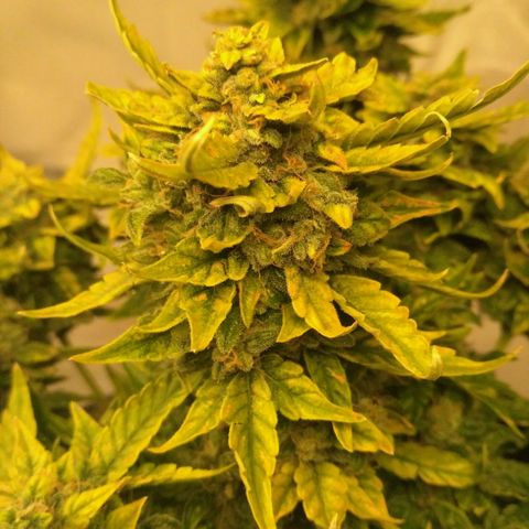 Satori growlog timeline photo
