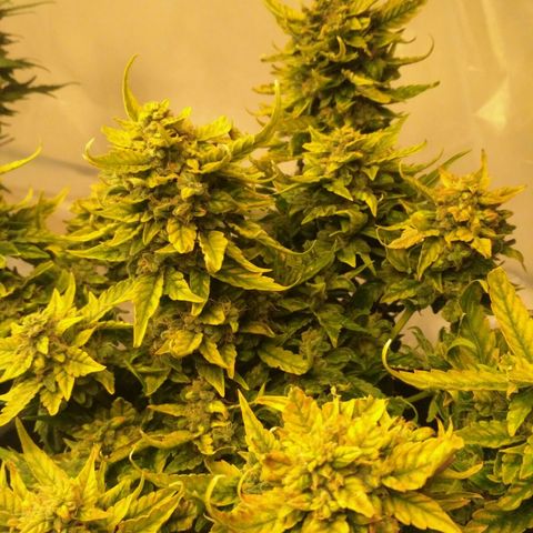 Satori growlog timeline photo