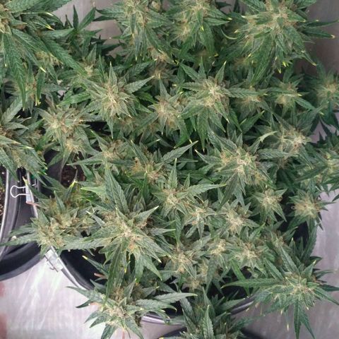 Tutankhamon growlog timeline photo