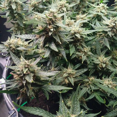 Tutankhamon growlog timeline photo