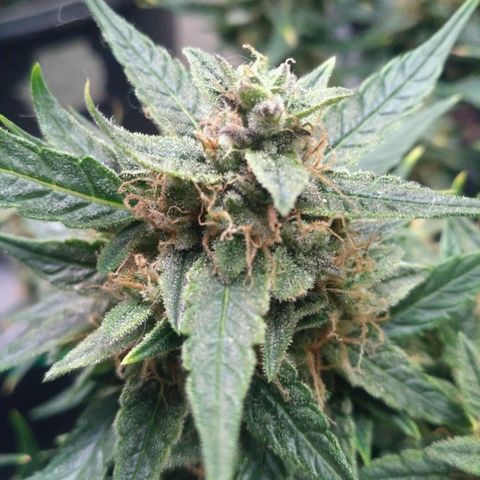 Tutankhamon growlog timeline photo