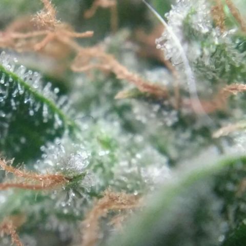 Tutankhamon growlog timeline photo