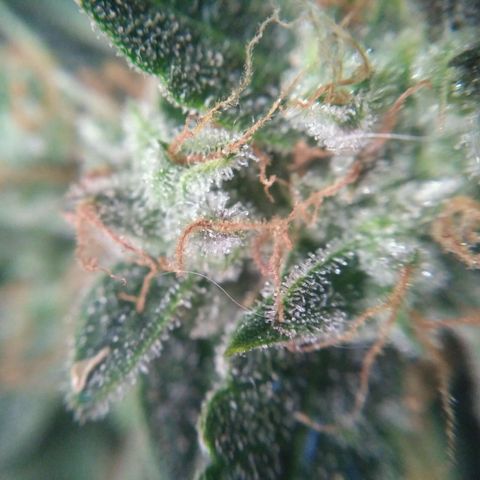 Tutankhamon growlog timeline photo