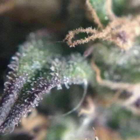 AK 47 Auto growlog timeline photo