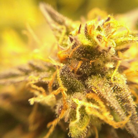 AK 47 Auto growlog timeline photo