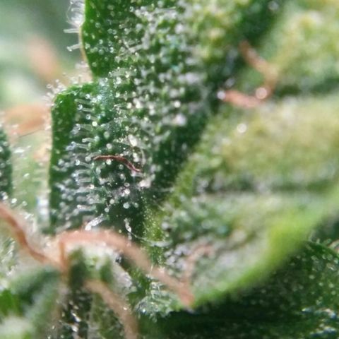 Satori growlog timeline photo