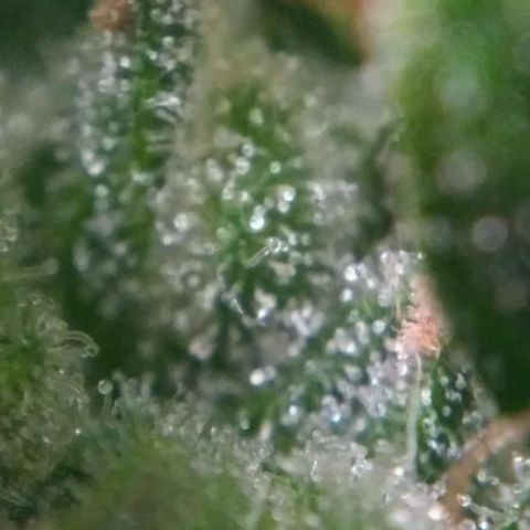 Satori growlog timeline photo