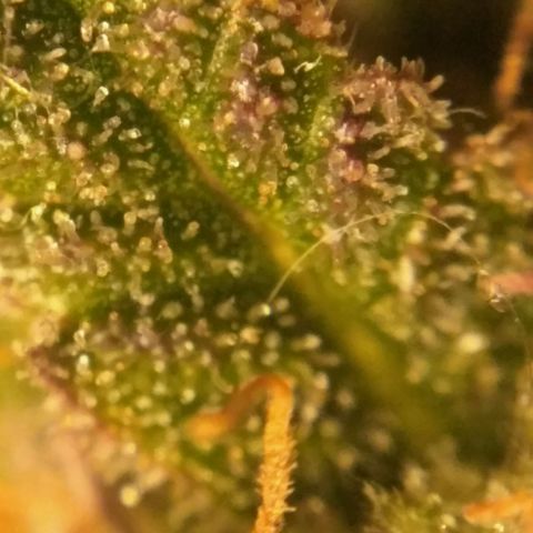 LSD growlog timeline photo