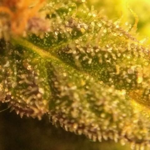 LSD growlog timeline photo