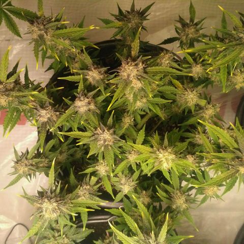 AK 47 Auto growlog timeline photo