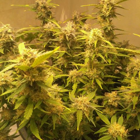 AK 47 Auto growlog timeline photo