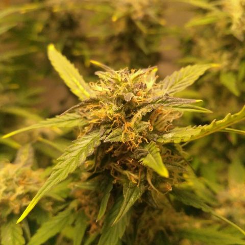 AK 47 Auto growlog timeline photo