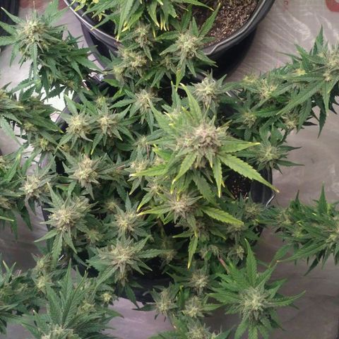 LSD growlog timeline photo