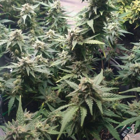 LSD growlog timeline photo